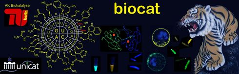 Biotkatalyse